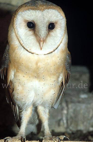 Schleiereule (Tyto alba)