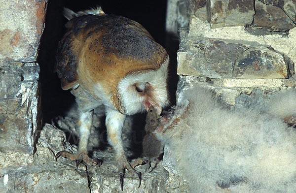 Schleiereule (Tyto alba)