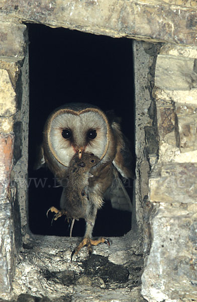 Schleiereule (Tyto alba)