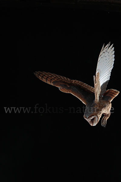 Schleiereule (Tyto alba)