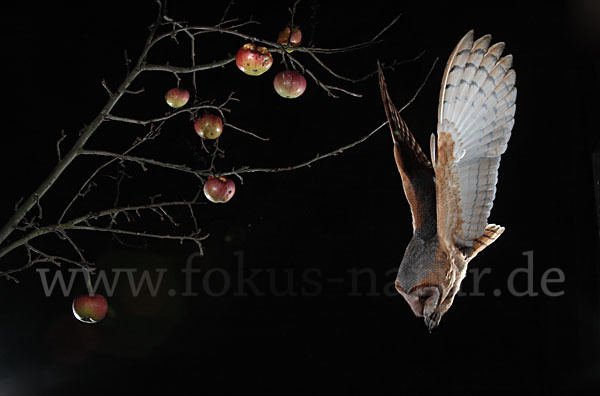 Schleiereule (Tyto alba)