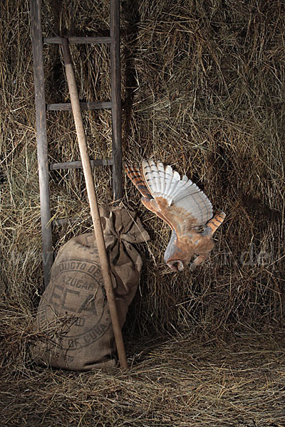 Schleiereule (Tyto alba)