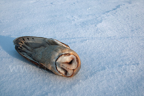 Schleiereule (Tyto alba)