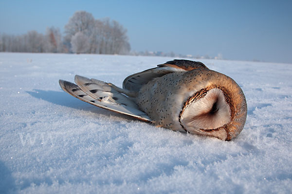 Schleiereule (Tyto alba)