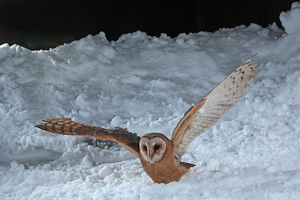 Schleiereule (Tyto alba)