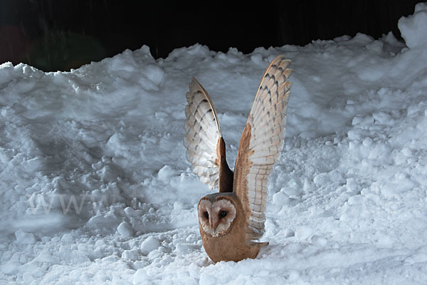 Schleiereule (Tyto alba)