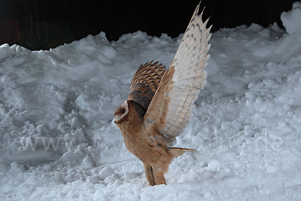 Schleiereule (Tyto alba)