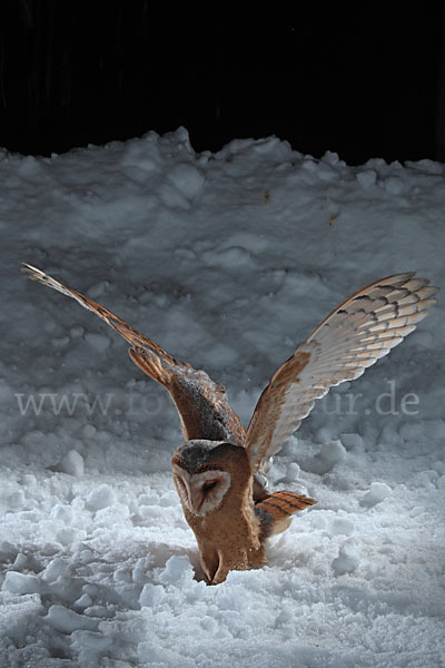 Schleiereule (Tyto alba)