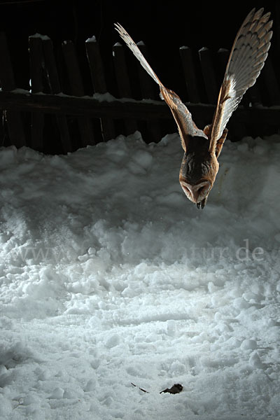 Schleiereule (Tyto alba)