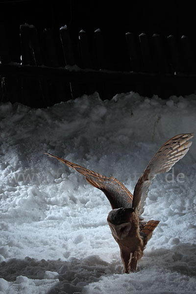 Schleiereule (Tyto alba)