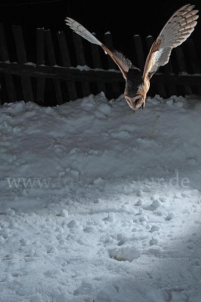 Schleiereule (Tyto alba)