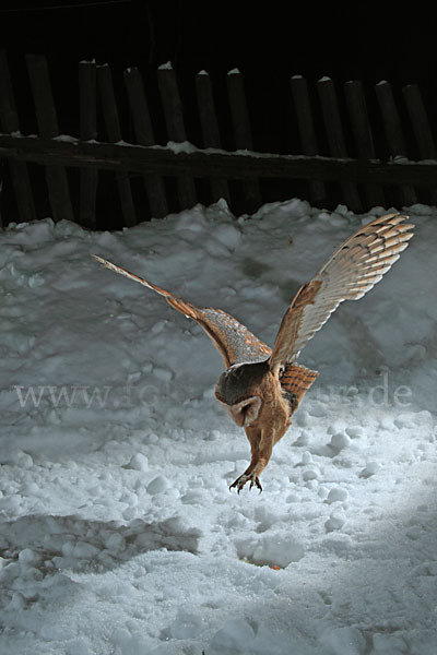 Schleiereule (Tyto alba)