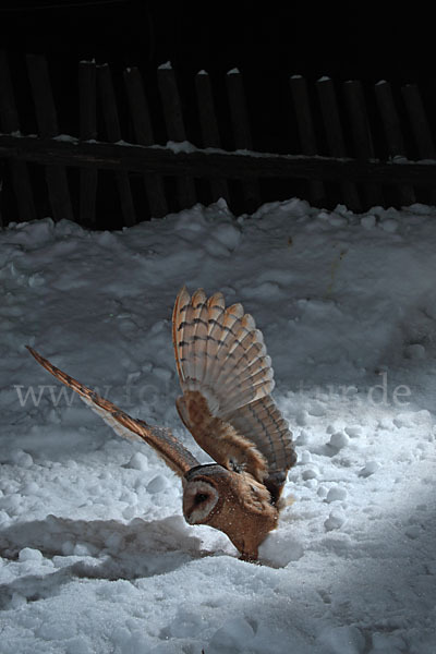 Schleiereule (Tyto alba)