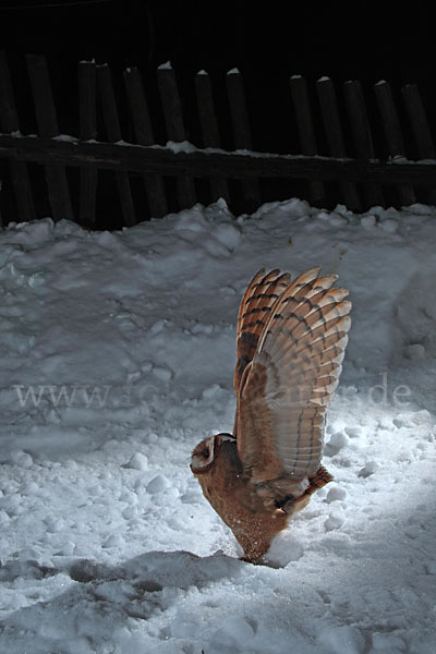 Schleiereule (Tyto alba)