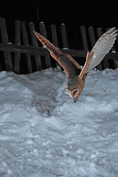 Schleiereule (Tyto alba)