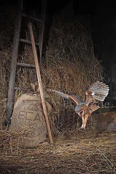 Schleiereule (Tyto alba)