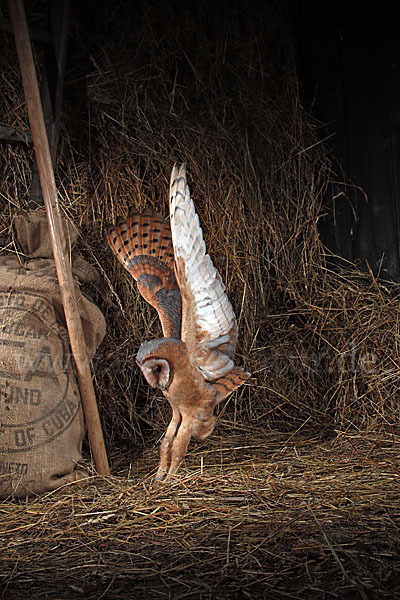 Schleiereule (Tyto alba)