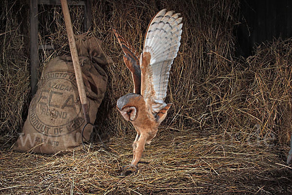 Schleiereule (Tyto alba)