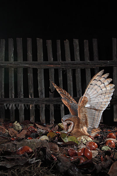 Schleiereule (Tyto alba)