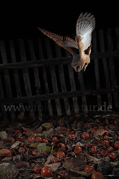 Schleiereule (Tyto alba)