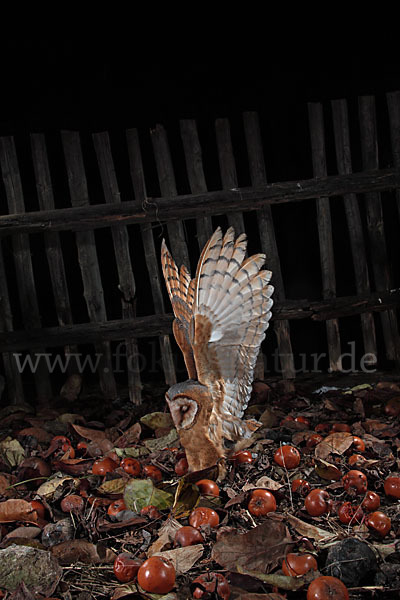 Schleiereule (Tyto alba)