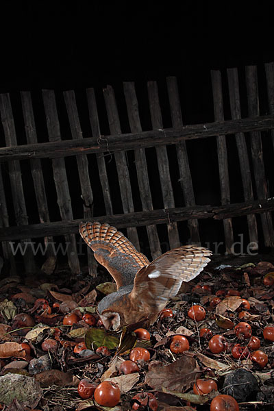 Schleiereule (Tyto alba)