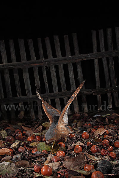 Schleiereule (Tyto alba)
