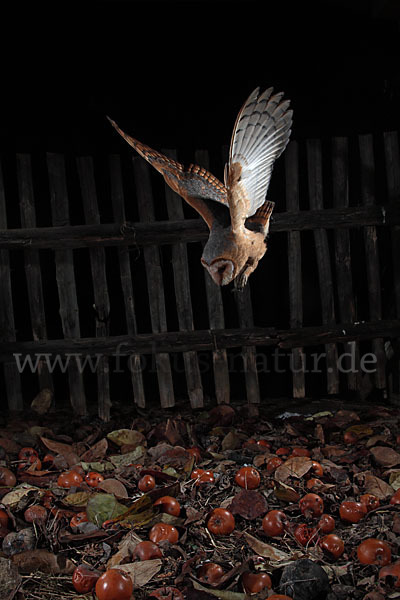 Schleiereule (Tyto alba)