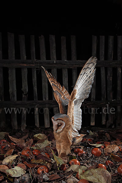 Schleiereule (Tyto alba)