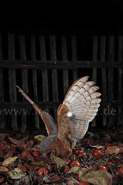 Schleiereule (Tyto alba)