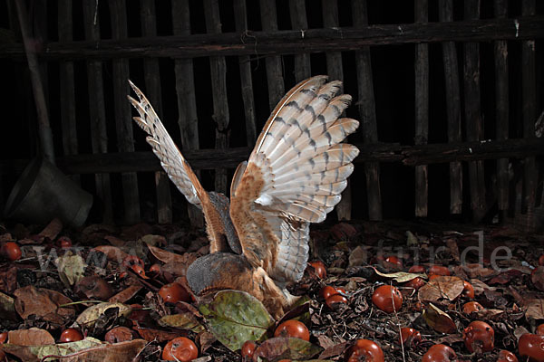 Schleiereule (Tyto alba)