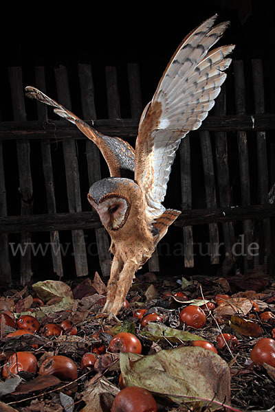 Schleiereule (Tyto alba)