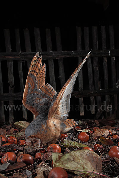 Schleiereule (Tyto alba)