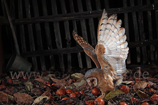 Schleiereule (Tyto alba)