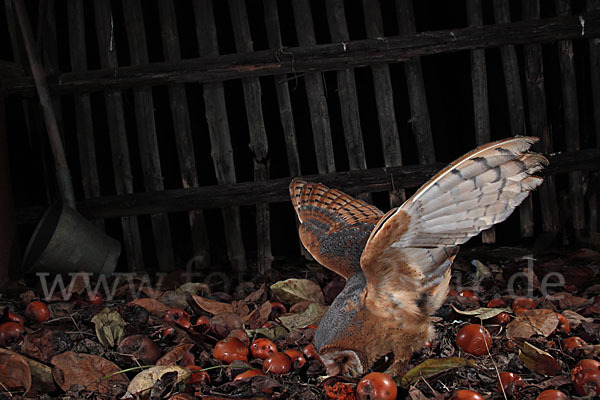 Schleiereule (Tyto alba)