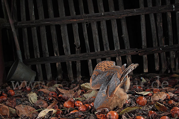 Schleiereule (Tyto alba)