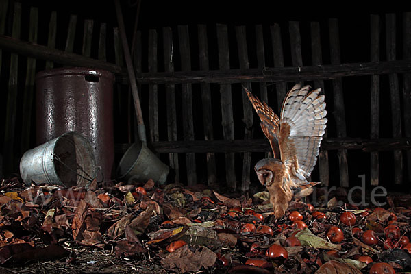 Schleiereule (Tyto alba)