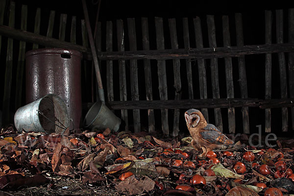 Schleiereule (Tyto alba)