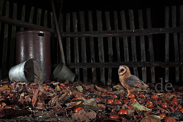 Schleiereule (Tyto alba)