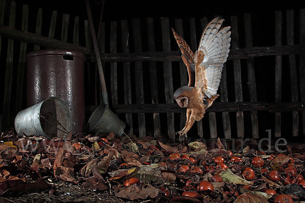 Schleiereule (Tyto alba)