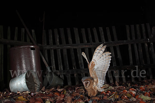 Schleiereule (Tyto alba)