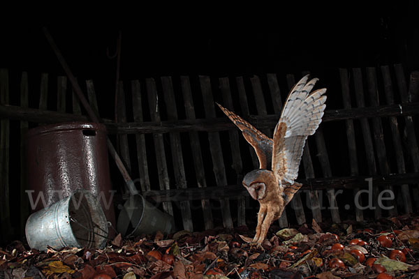 Schleiereule (Tyto alba)