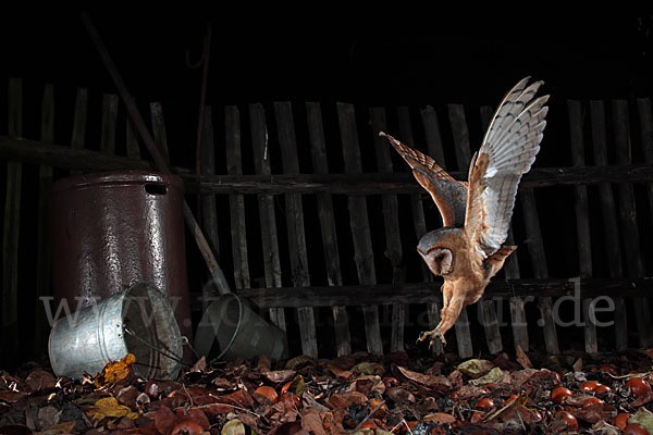 Schleiereule (Tyto alba)