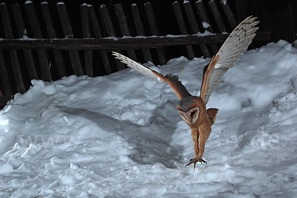 Schleiereule (Tyto alba)