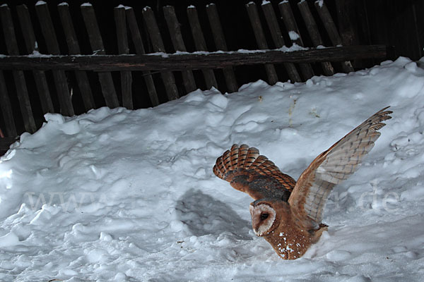 Schleiereule (Tyto alba)