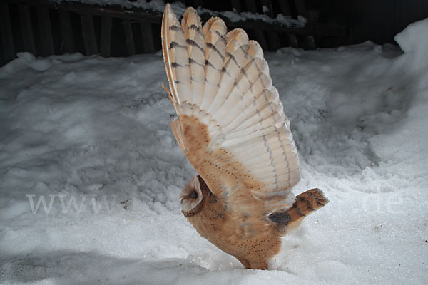 Schleiereule (Tyto alba)