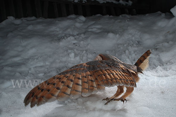 Schleiereule (Tyto alba)