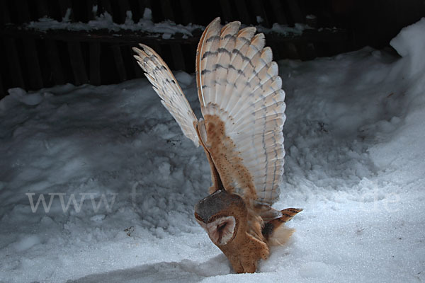 Schleiereule (Tyto alba)