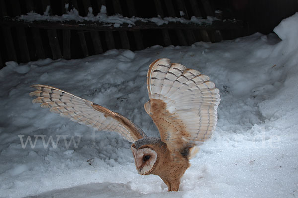 Schleiereule (Tyto alba)