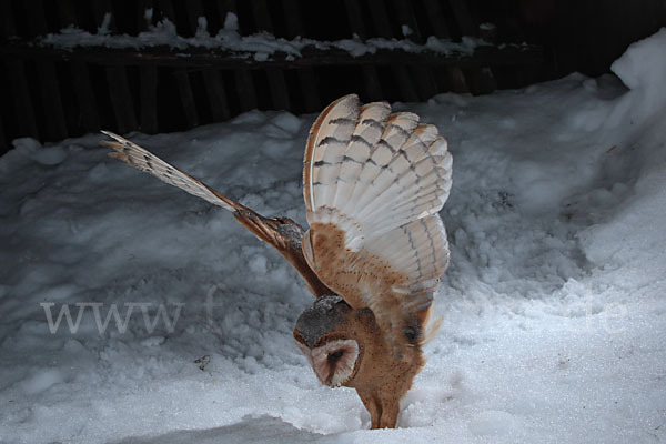 Schleiereule (Tyto alba)